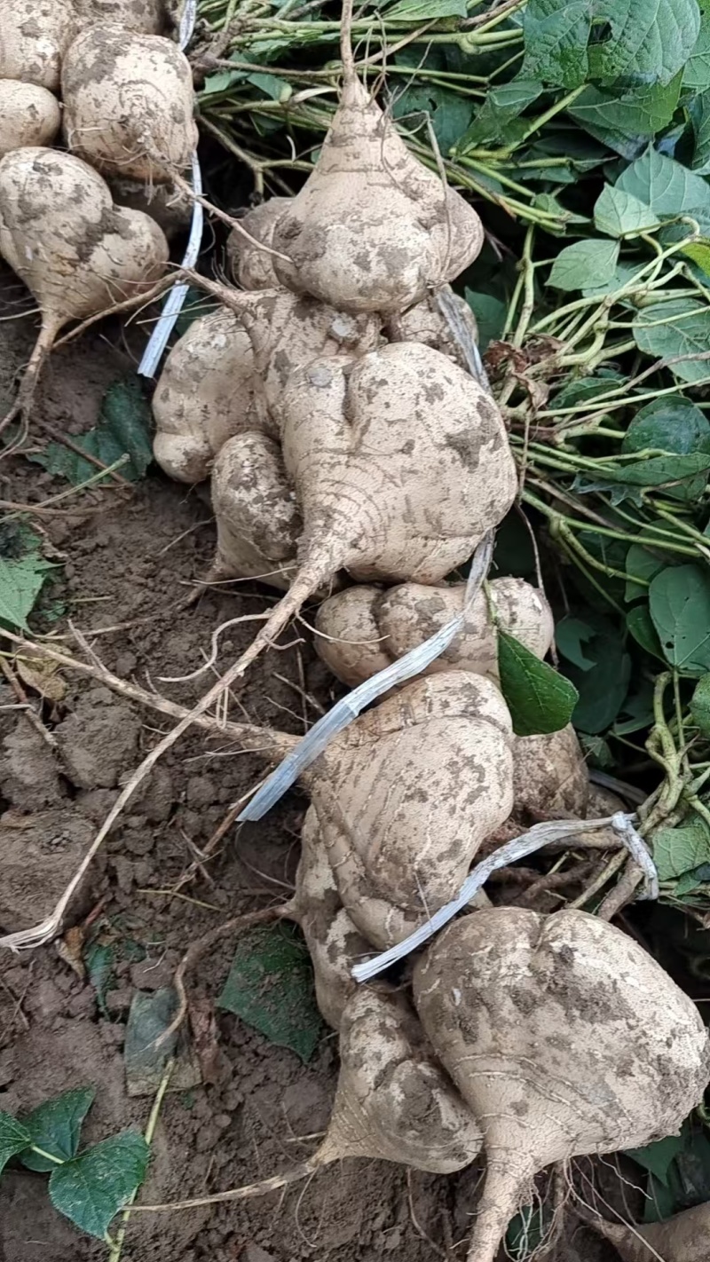 湖北天门凉薯豆薯上市中，供应市场货，超市，电商