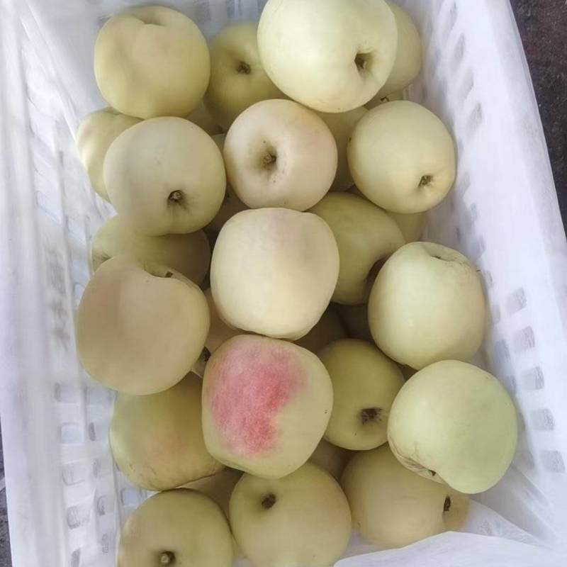 套袋白华硕