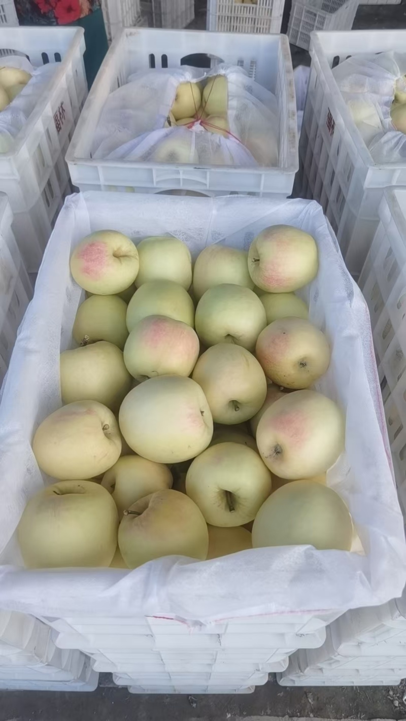 套袋白华硕