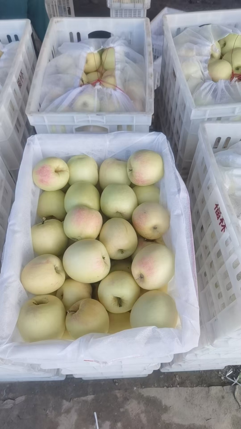 套袋白华硕