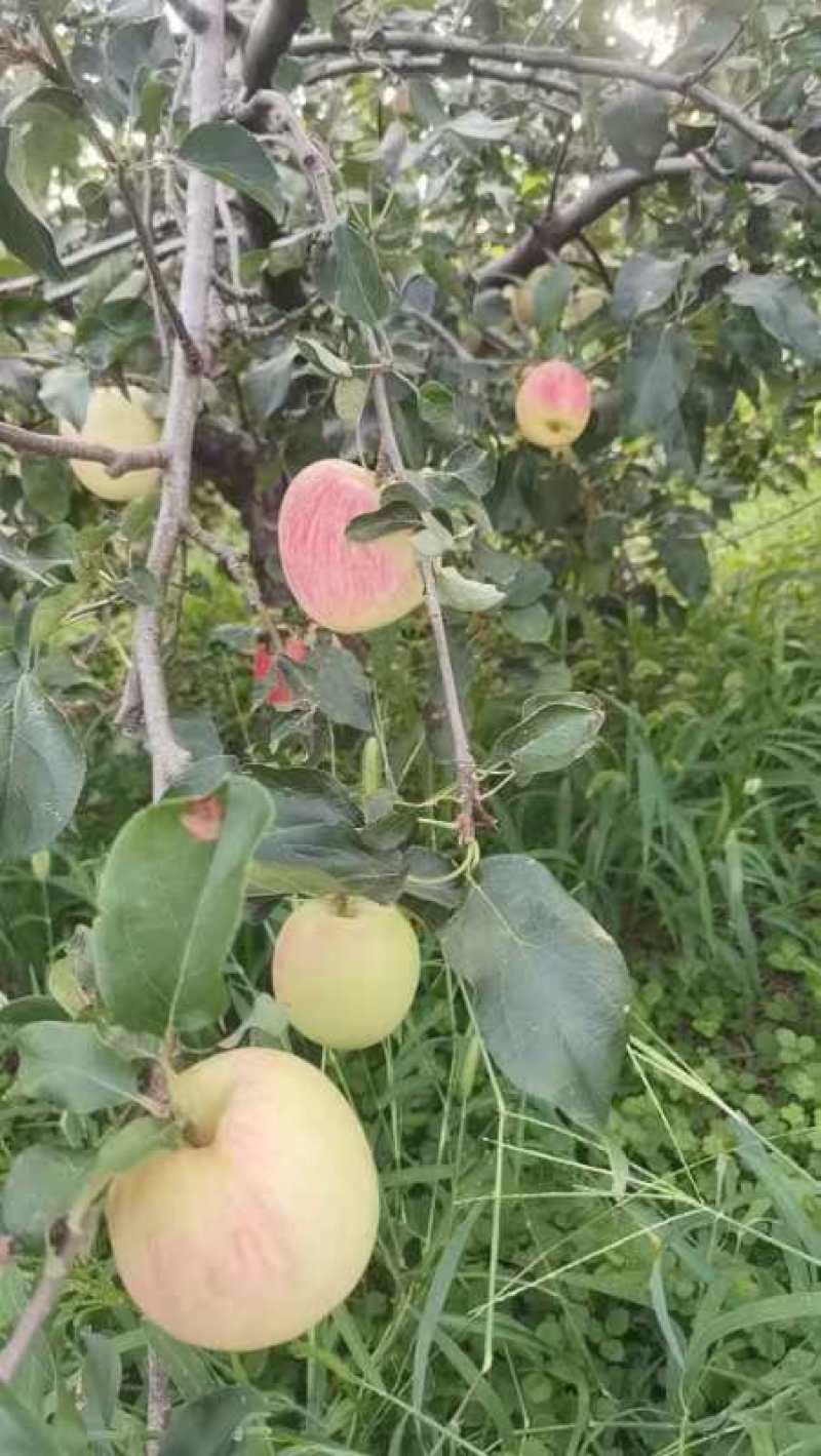 套袋白华硕