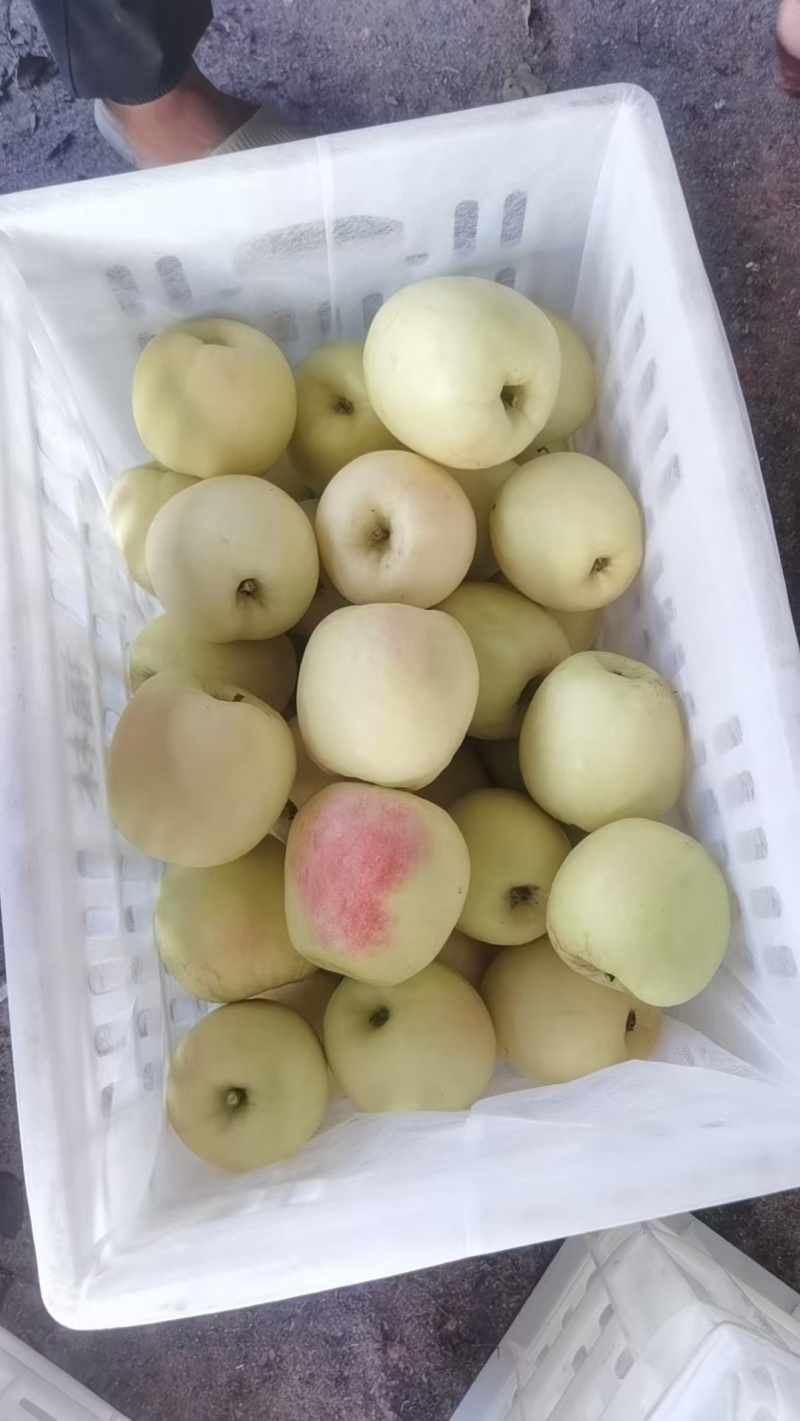 套袋白华硕