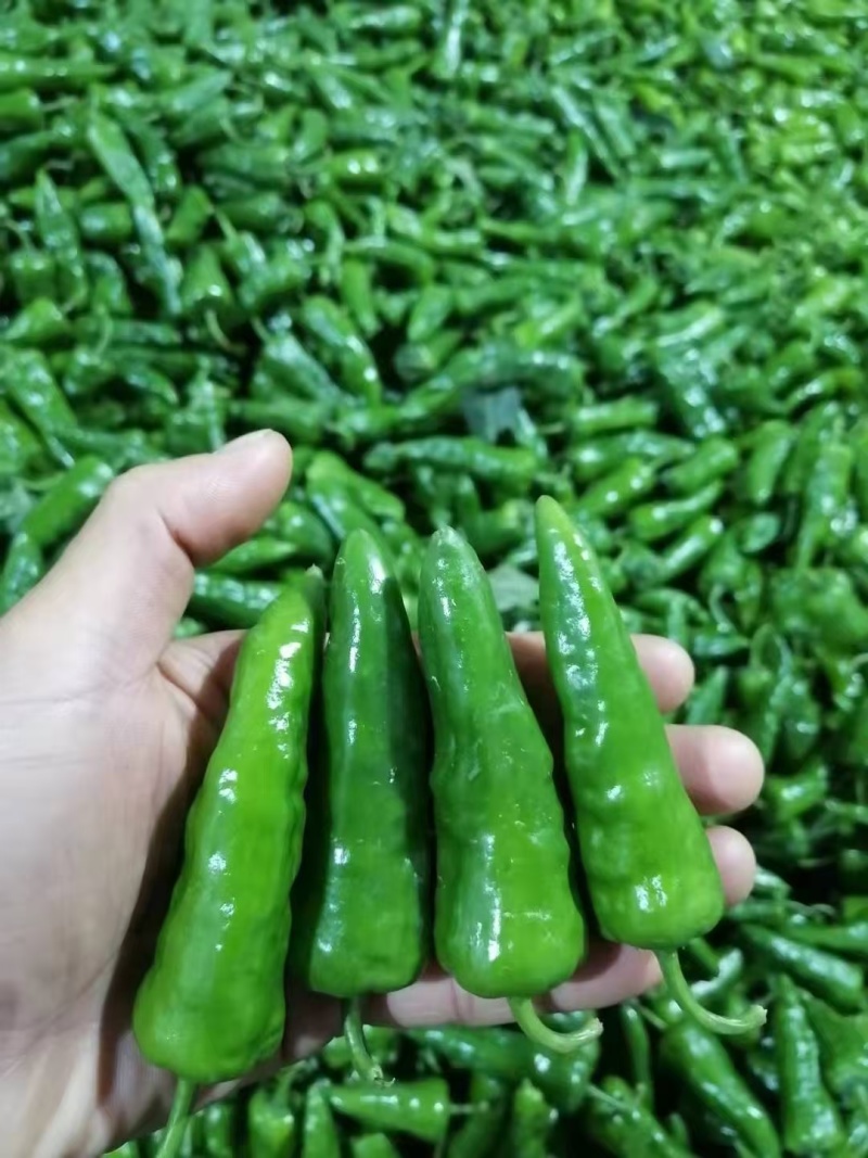 精品辣椒大量有货欢迎联系一条龙服务大量现货供应