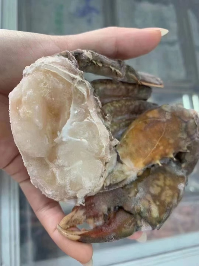 青蟹青蟹排西非蓝蟹海洋蟹螃蟹