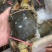 青蟹青蟹排西非蓝蟹海洋蟹螃蟹