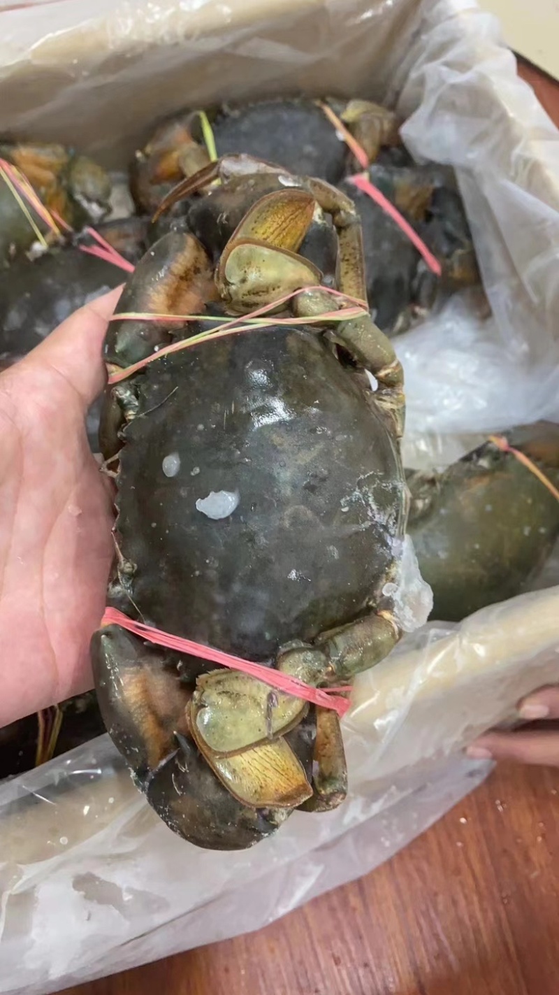 青蟹青蟹排西非蓝蟹海洋蟹螃蟹