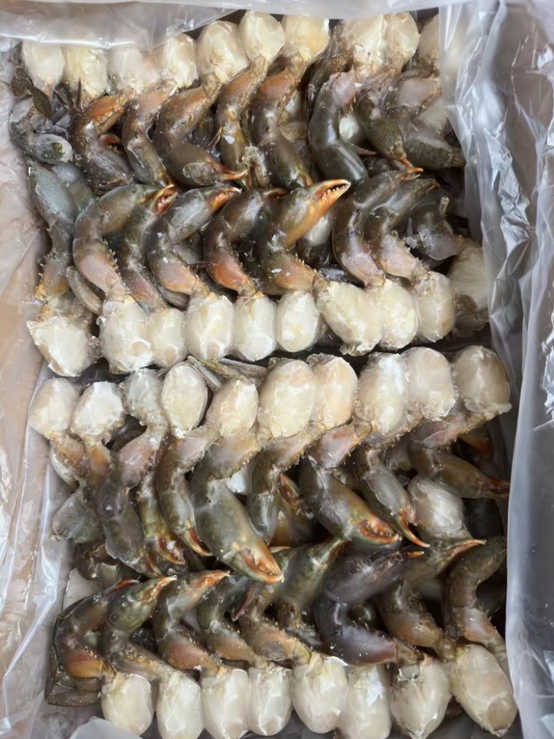 青蟹青蟹排西非蓝蟹海洋蟹螃蟹