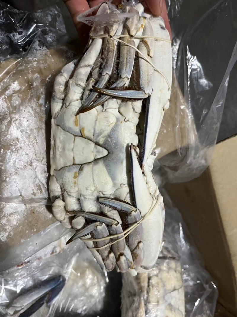 青蟹青蟹排西非蓝蟹海洋蟹螃蟹