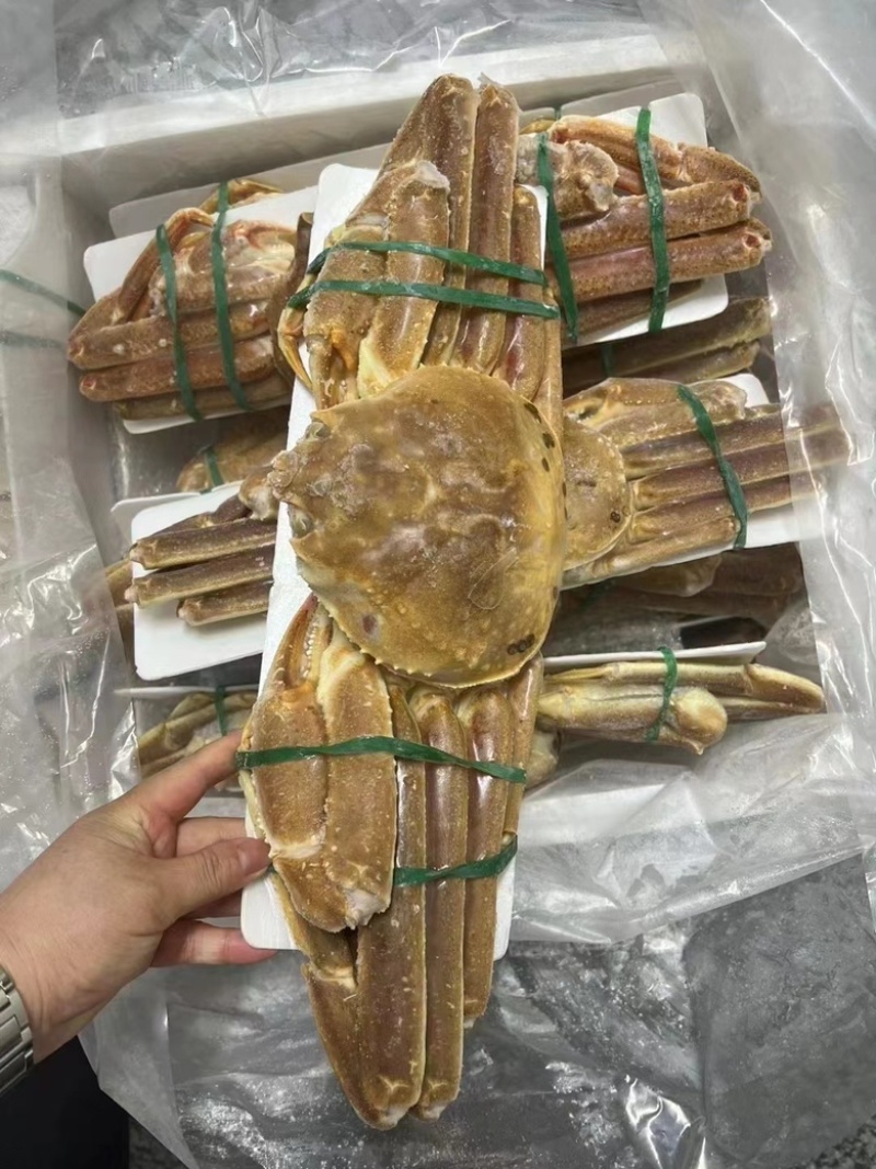 松叶蟹板蟹长腿蟹活冻高品质板蟹海洋蟹螃蟹长腿蟹