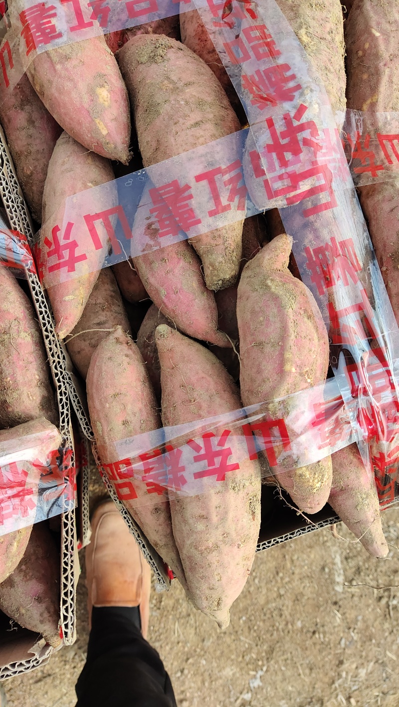 冰糖芯蜜薯龙薯保质保量量大从优一条龙服务