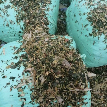 全青玉米青储秸秆饲料，一次成型，不添加水无土无霉变