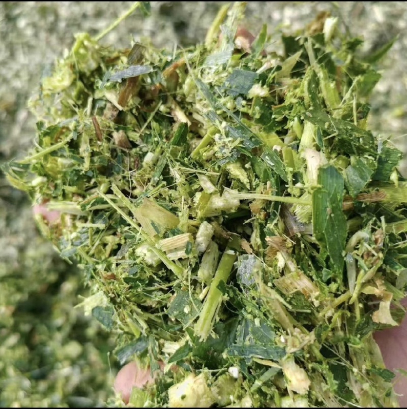 全青玉米青储秸秆饲料，一次成型，不添加水无土无霉变