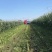 全青玉米青储秸秆饲料，一次成型，不添加水无土无霉变