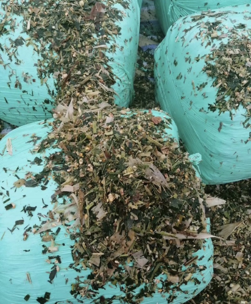 全青玉米青储秸秆饲料，一次成型，不添加水无土无霉变