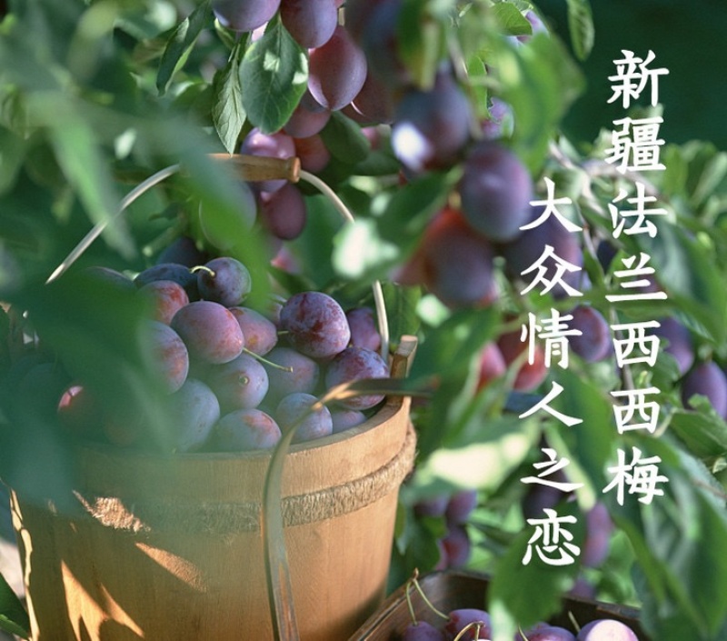 【新疆法兰西梅】正中新疆伽师西梅2公斤小件装