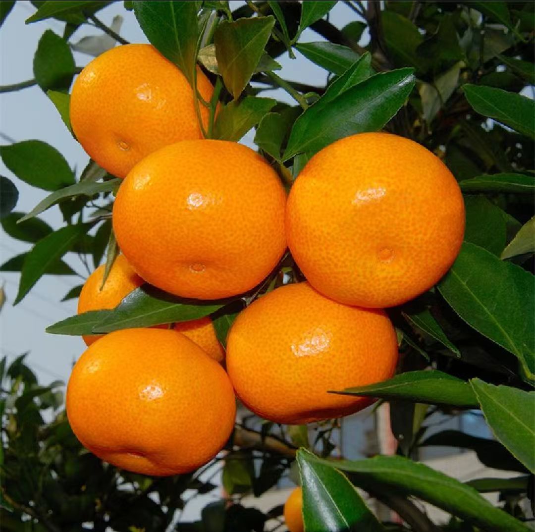 甜橙果园
