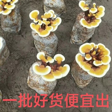 灵芝盆景，灵芝菌棒，灵芝孢子粉