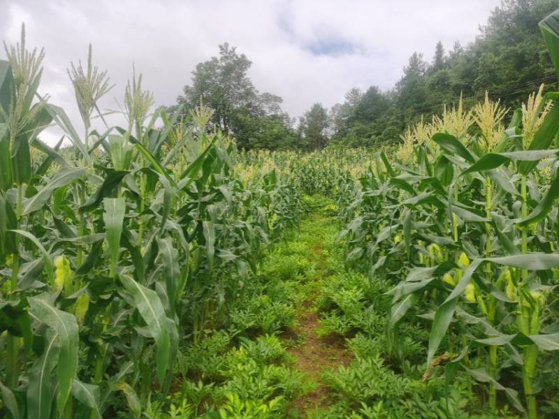 新鲜甜玉米，甜脆多汁、美味，成熟期8月25日—9月25日