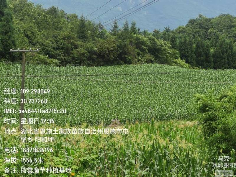 新鲜甜玉米，甜脆多汁、美味，成熟期8月25日—9月25日