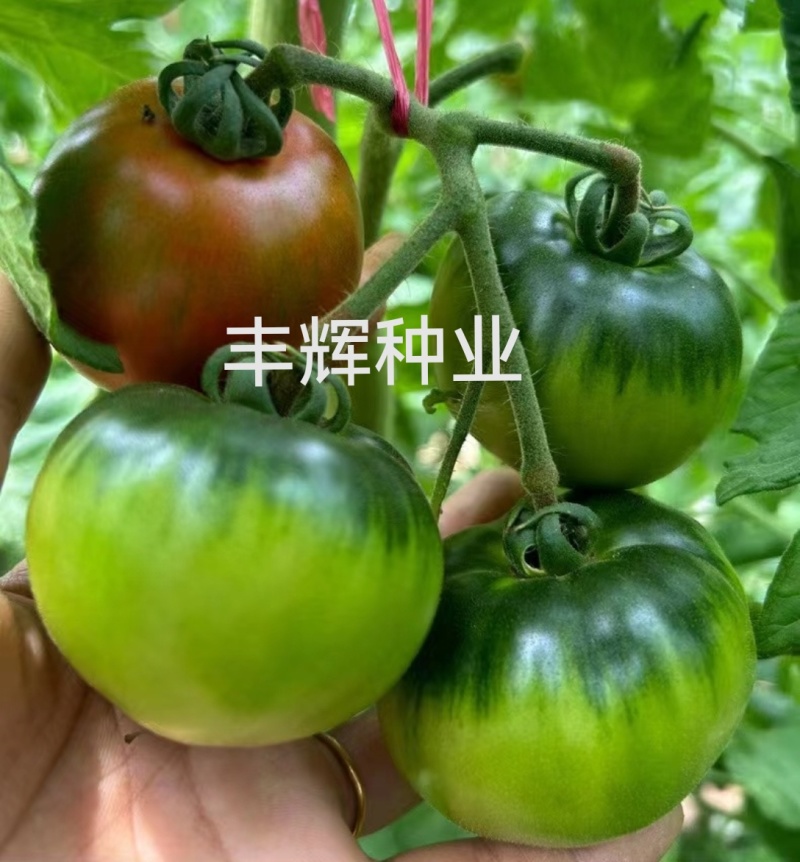 草莓西红柿苗浓绿肩糖度高，口感脆甜抗病强高产常年有苗