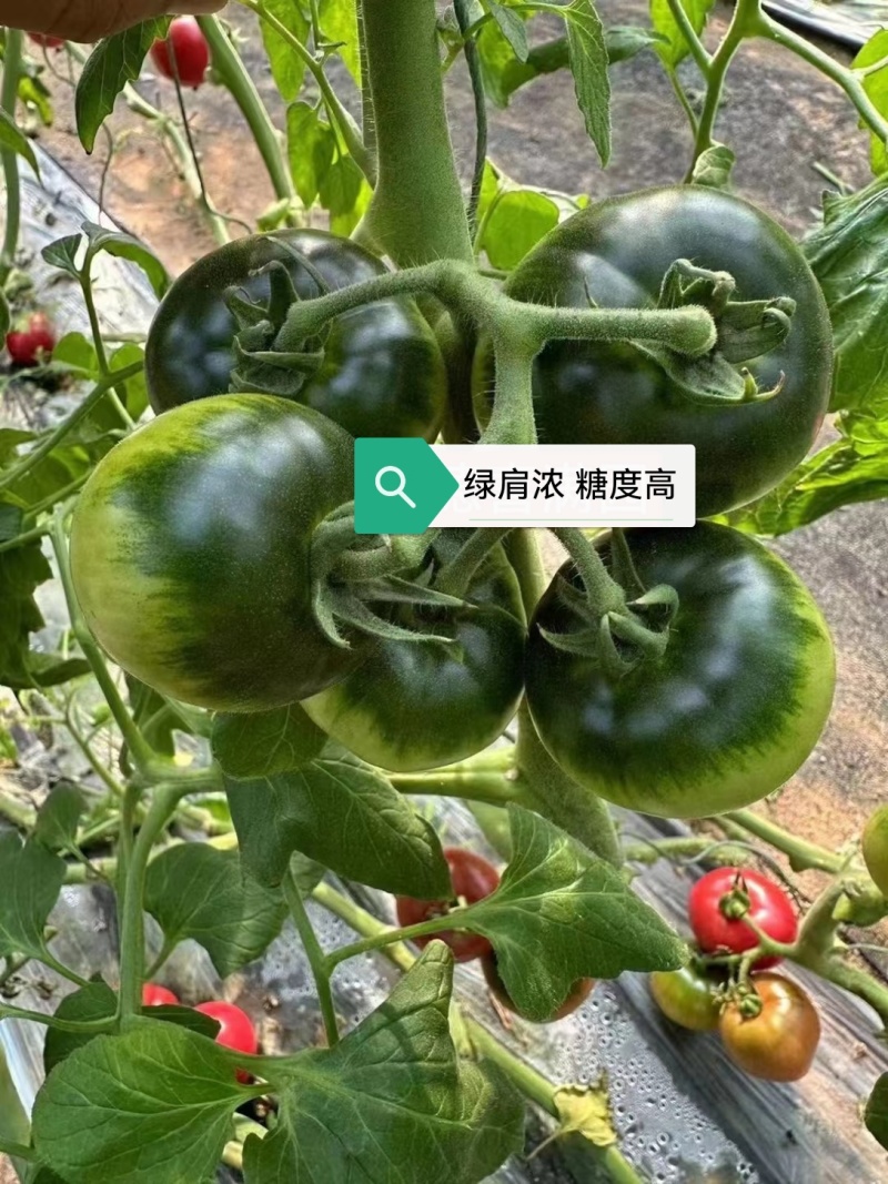 草莓西红柿苗浓绿肩糖度高，口感脆甜抗病强高产常年有苗