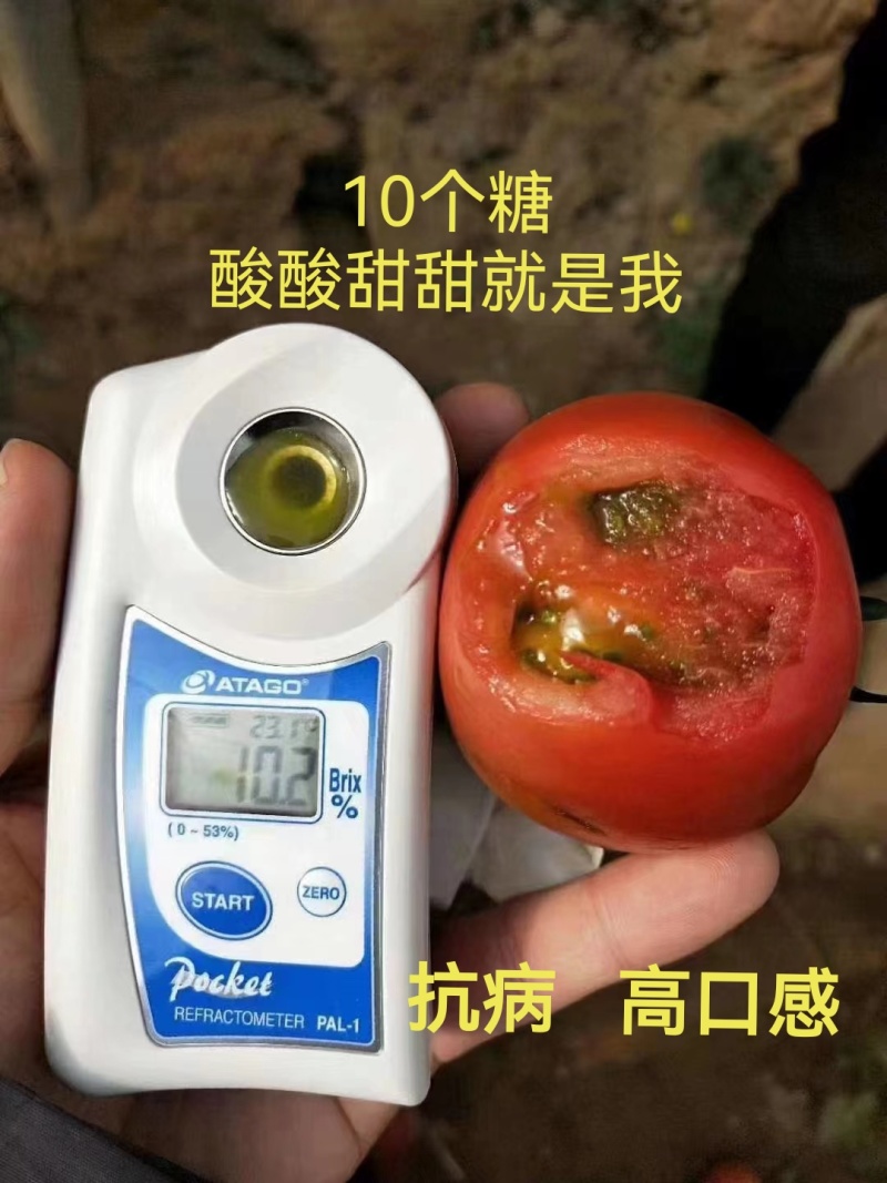 草莓西红柿苗浓绿肩糖度高，口感脆甜抗病强高产常年有苗
