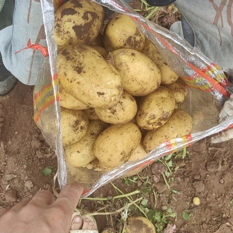 赤峰精品土豆大量上市，实验一，沃土五号，荷兰十五，希森六