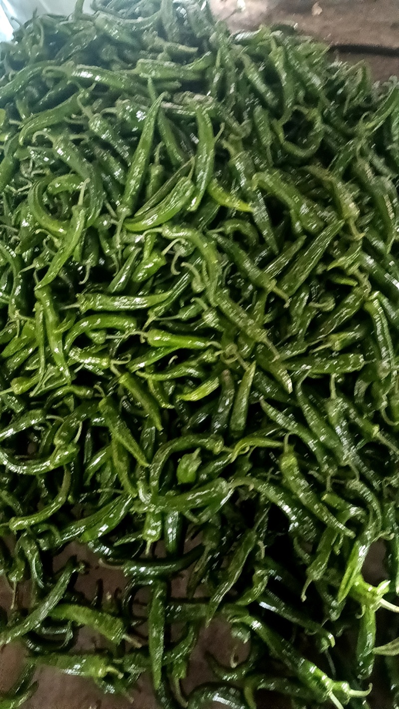 辣妹子，产地直销，一手货源，货源充足，视频看货