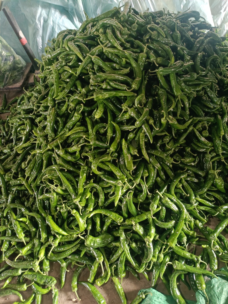 辣妹子，产地直销，一手货源，货源充足，视频看货