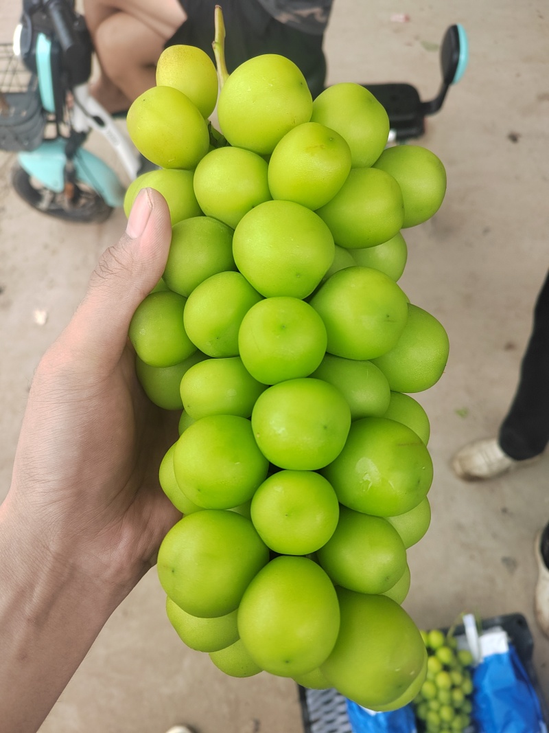 阳光玫瑰底糖17+各种质量都有，价格很便宜。量大从优。