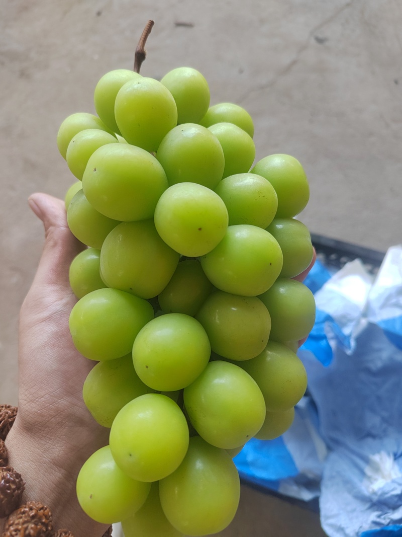 阳光玫瑰底糖17+各种质量都有，价格很便宜。量大从优。