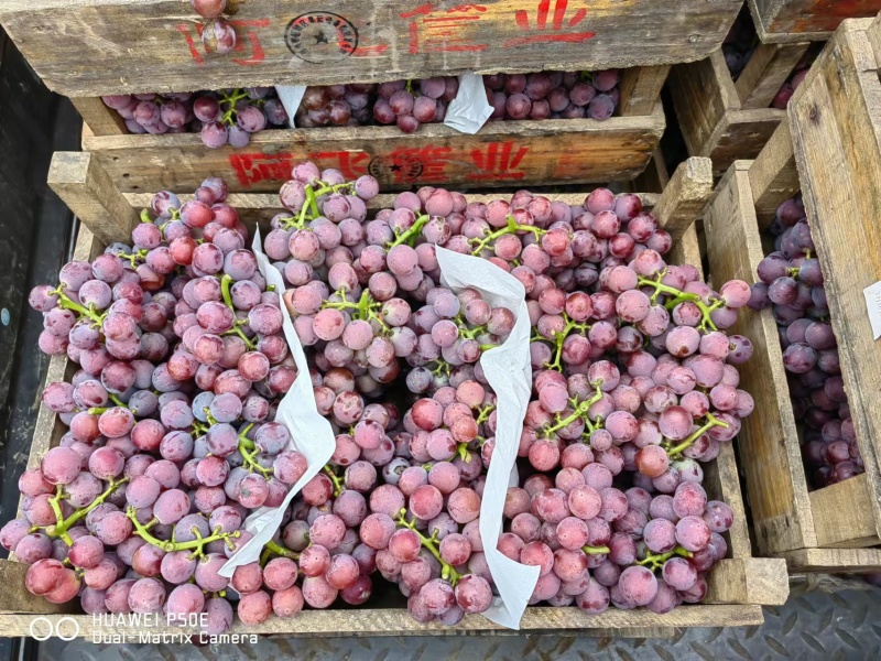 大量上市巨峰葡萄，陆地巨峰大粒口感甜