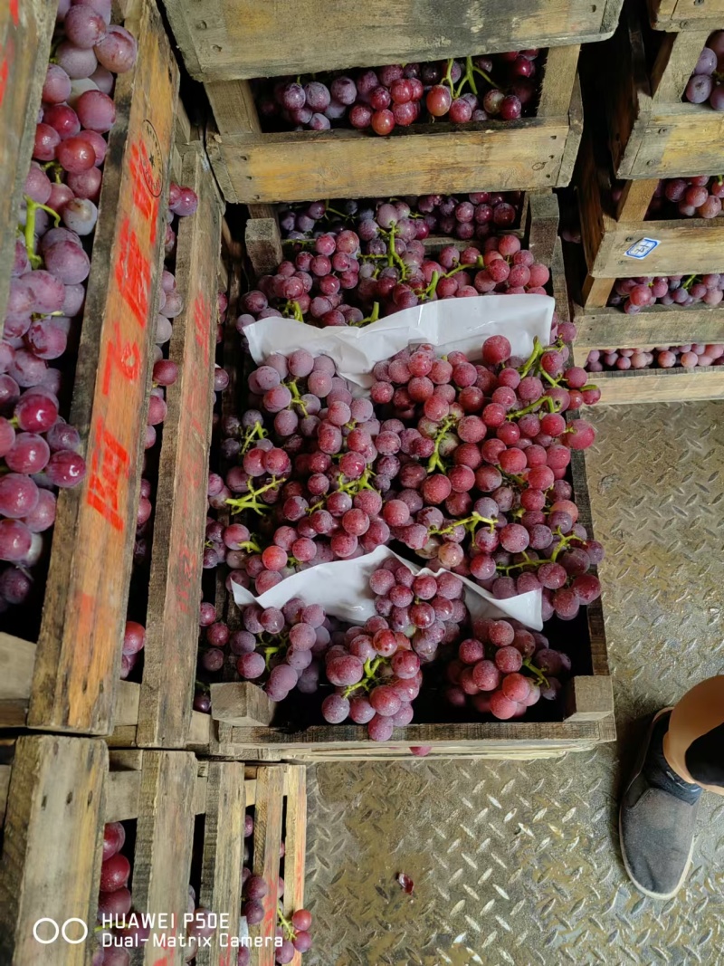 大量上市巨峰葡萄，陆地巨峰大粒口感甜