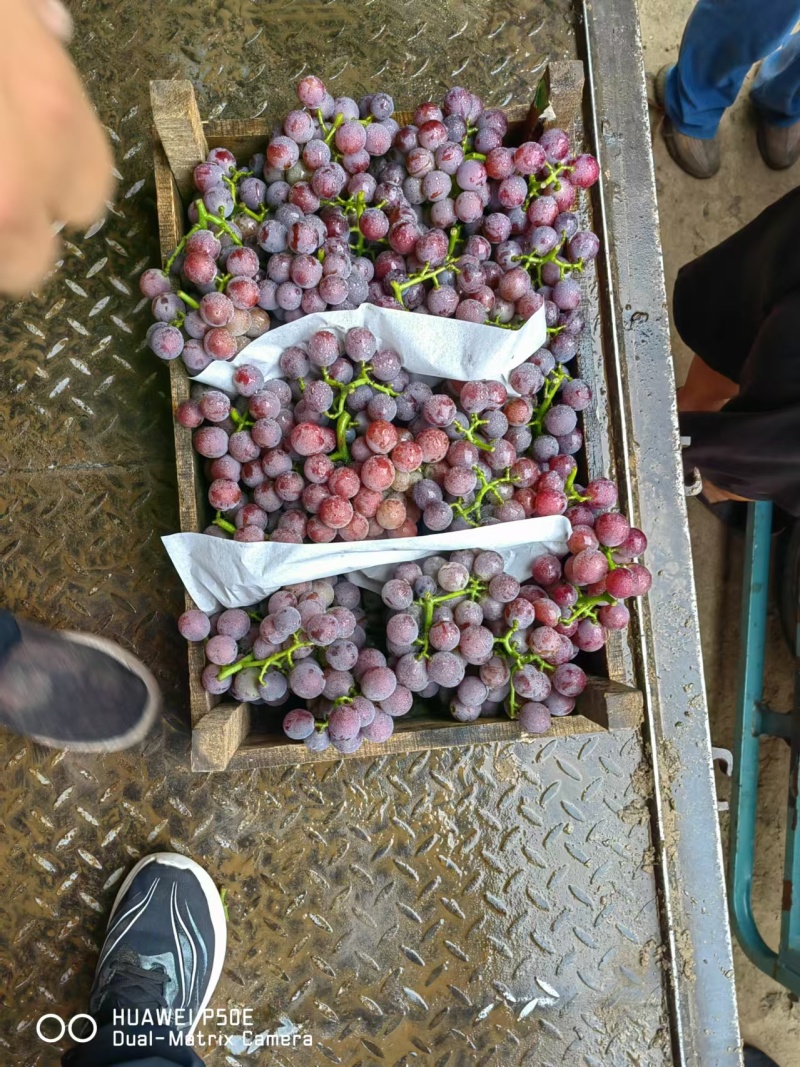 大量上市巨峰葡萄，陆地巨峰大粒口感甜