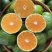 【精选】湖北蜜橘皮薄多汁-可对接商超-基地直发