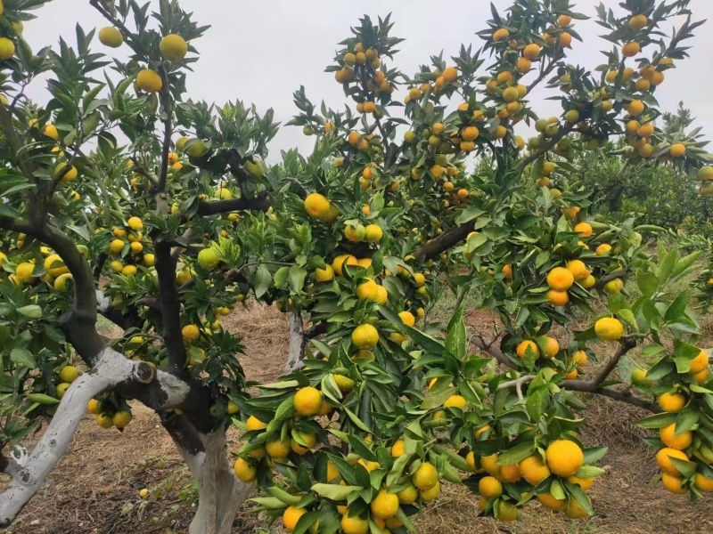 云南早熟蜜橘大量接单产地直发量大从优欢迎来电