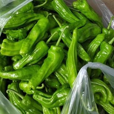 精品芜湖椒鲜辣椒大量供应，量大从优新鲜发货，一手货源