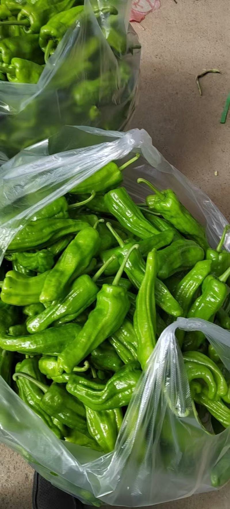 精品芜湖椒鲜辣椒大量供应，量大从优新鲜发货，一手货源