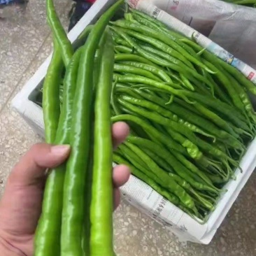 鲜辣椒，线椒大量供应湖北产地直发，量大从优，一手货源新鲜