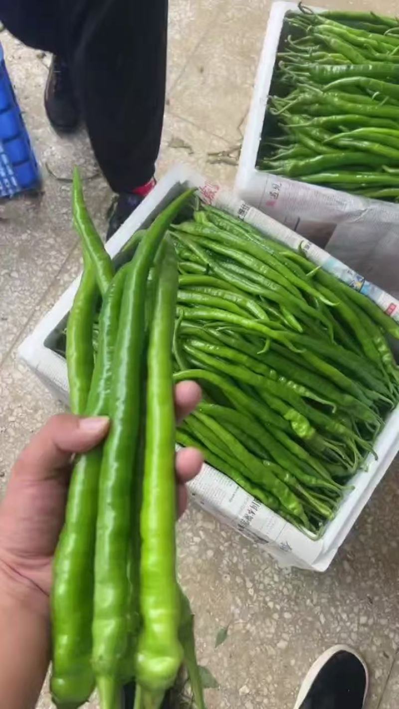 鲜辣椒，线椒大量供应湖北产地直发，量大从优，一手货源新鲜