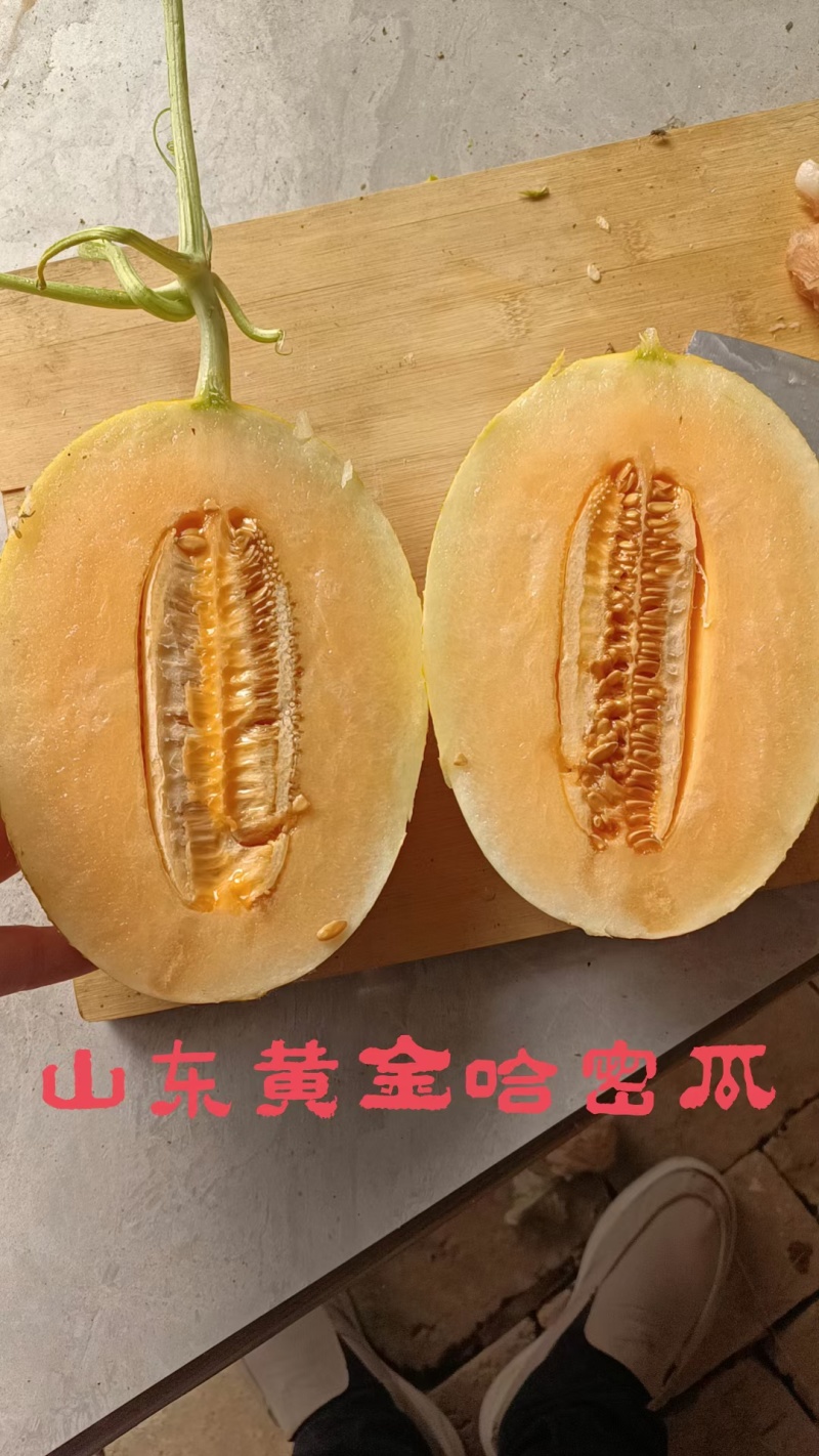 九红瑞香瓜1.5斤以上，山东莘县甜瓜产地大量有货