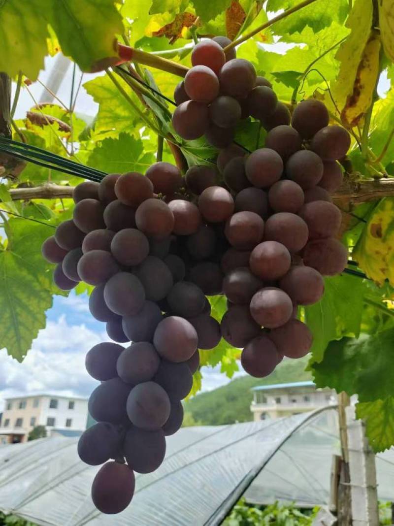 红提
