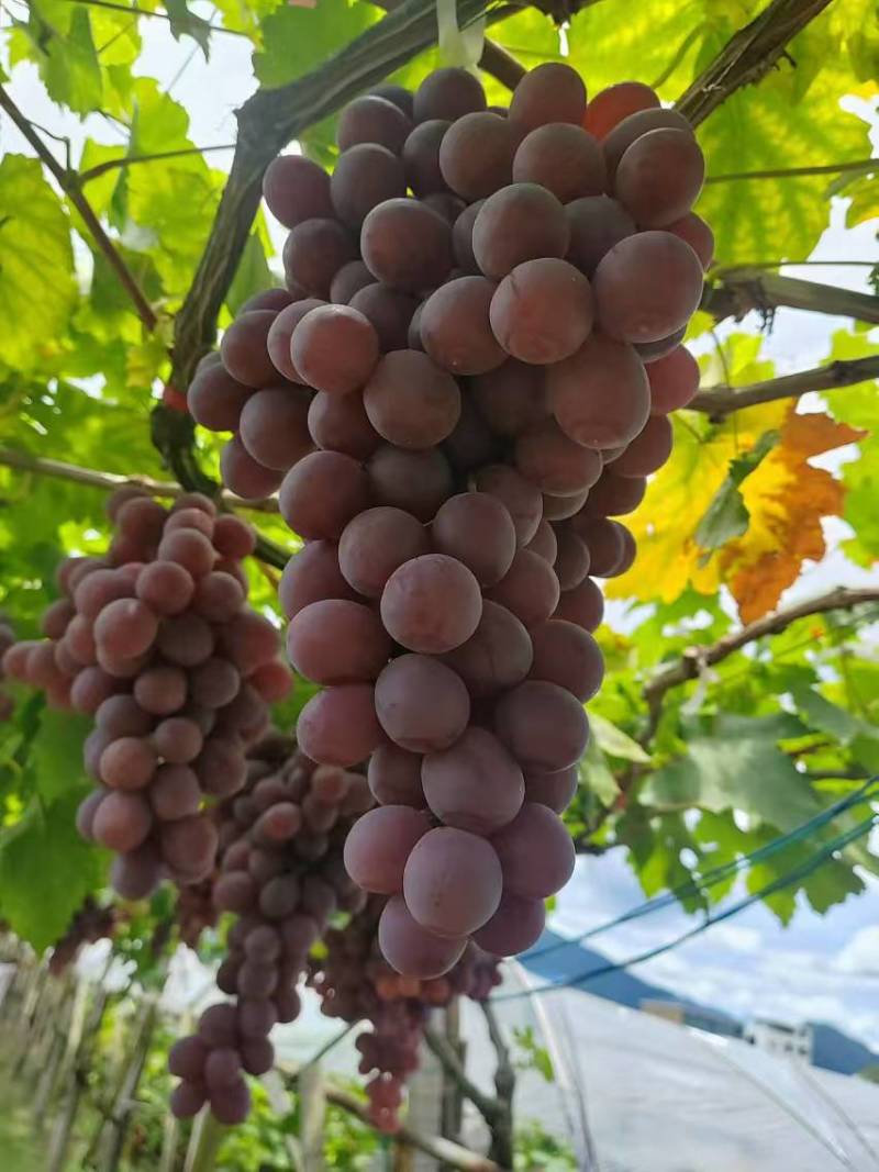 红提