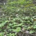 竹节参苗种植简单成活率高一手货源价格优惠加微