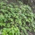 竹节参苗种植简单成活率高一手货源价格优惠加微