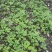 竹节参苗种植简单成活率高一手货源价格优惠加微