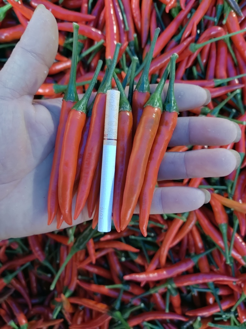 精品小米椒，一手货源产地直发欢迎前来考察合作