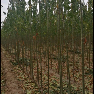 丝绵木树