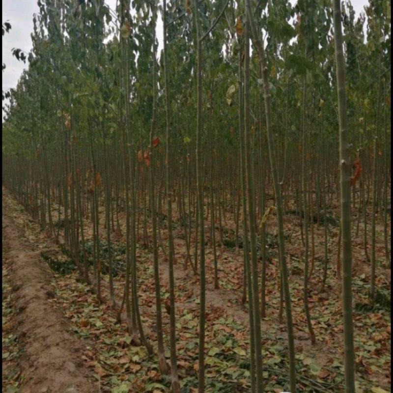 丝绵木树