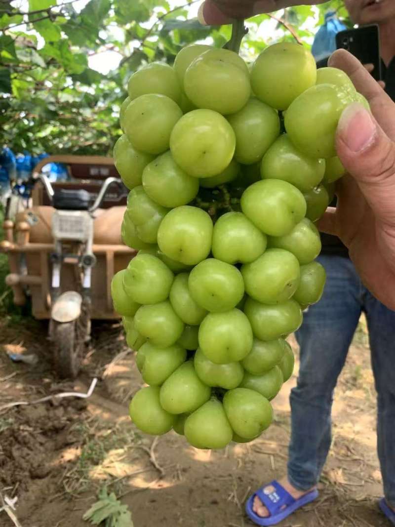 商丘夏邑阳光玫瑰葡萄大量供应产地直发量大从优欢迎来电咨询